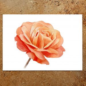 Postkarte Rose